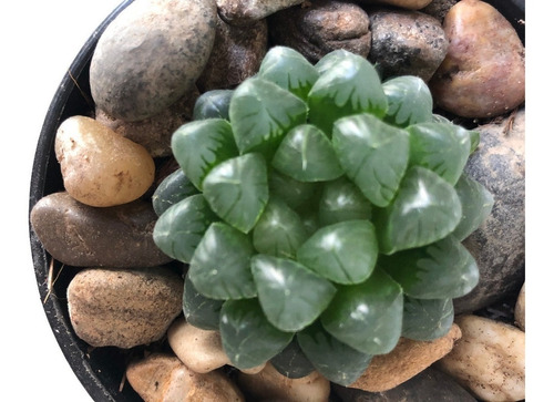 Suculenta Haworthia Cooperi, Rara. Ideal Para Decoración