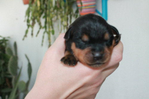 Encantador Rottweiler Pedigri Chip Mascotassaintdaniel 9