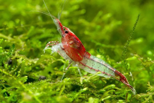 Neocaridina Red Rilli