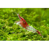 Neocaridina Red Rilli