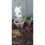 Nuevo Sustrato Orquídea Premium 5 Litros