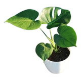 Monstera Deliciosa Costilla De Adan + Maceta Premium Nº22