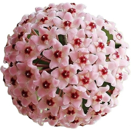 Flor De Nacar, Flor De Cera, Hoya Carnosa Maceta N° 18