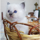 Ragdoll Con Pedigree. Tu Gatito Esperado, Amoroso, Juguetón