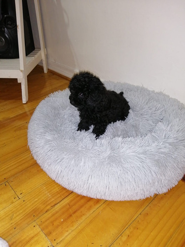 Bella Cachorrita Poodle Toy Negro Intenso