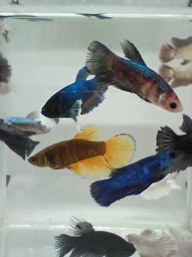 5 Peixes Betta De Linhagem Fêmea 5 Exemplares