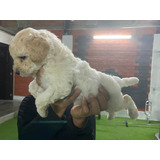 Cachorros Poodle Miniatura