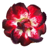 Rosa Do Deserto Vermelha Com Branco E Borda Negra Id. Wr-095
