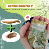 Combo Engorda P: Tenebrio Molitor & Barata Blaptica Dúbia