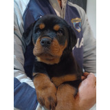 Rottweiler Cachorros De Casi 3 Meses Hermosos 