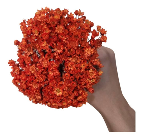 Flor Sempre Viva Desidratado 1.500un Laranja Decorativo Luxo