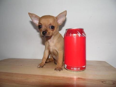 Chihuahua Bonitos