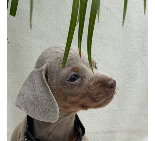 Perro Cachorro Salchicha Arlequín Isabella Exóticos