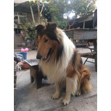 Rough Collie Sable Para Cruza