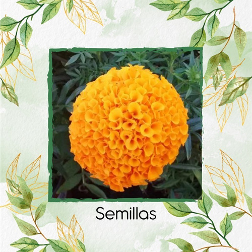 80 Semillas De Flor Tagetes Erecta Naranja + Obs Germinación