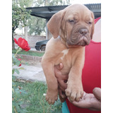 Cachorros Dogo De Burdeos  Con Fca Y Microchip 