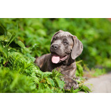 Perro Mastín Italiano Cane Corso Cachorro Disponible Dog