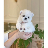 Cachorros French Poodle Mini 