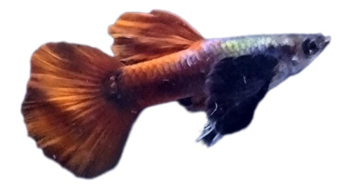 Pez Guppy Big Ears Red Tail 