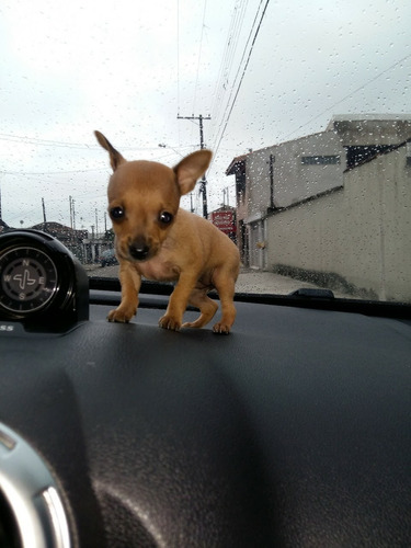 Pinscher Dourado