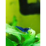 Gambas Neocaridinas Blue Zaphire