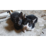 Gatitos Bebes En Adopción 