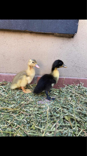 Patos Bebes Pekin Y Marruecos
