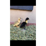 Patos Bebes Pekin Y Marruecos
