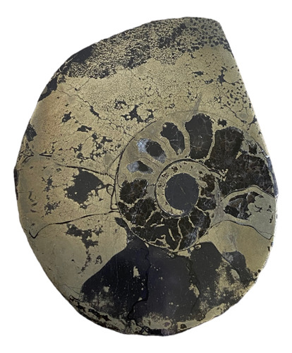 1 Ammonite Piritizado Fosil Natural Excelente Calidad Pirita