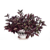 Tradescantia Zebrina - Lambari Roxo Planta Natural E Grande