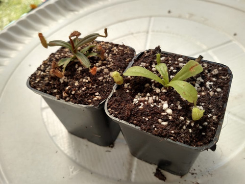 Planta Carnívora Nepenthes Vieillardii Y Ventricosa