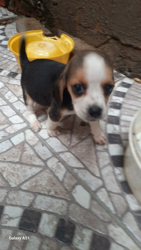 Beagles Tricolor