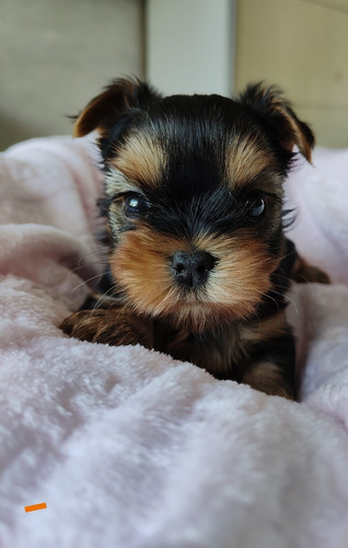 Cachorros Yorkshire Terrier Miniatura Padres Inscritos