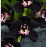 300 Semillas De Orquídea Negro + Instructivo 