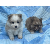 Hermosos Cachorros Pomsky