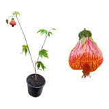 Lanterna Chinesa / Sininho - 1 Muda (abutilon Striatum)