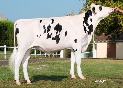 Semen Bovino Holstein - Naturel Gd