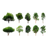 Liquidambar 30 Cm Pack De 10 Gratis A Rm A Regiones X Pagar