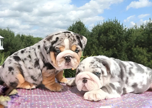 Hermosos Cachorros Bulldog Bulldog Inglés Top Cality | Meses sin interés