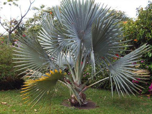 75 Semillas De Palma Bismarkia Plateada, Jardín Unico 