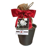 Rustic Tin Ziva Paperwhite Holiday Gift Growing Kit, De...