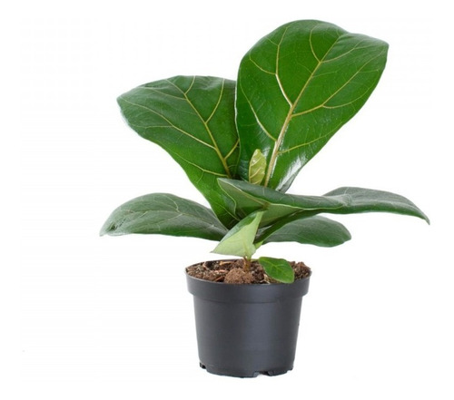 Ficus Lyrata Planta Árbol Lira Higuera Hoja De Violín 20cm