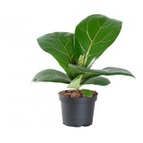 Ficus Lyrata Planta Árbol Lira Higuera Hoja De Violín 20cm