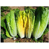 Semillas De Hortaliza Lechuga Costina Variedad Paris Island 