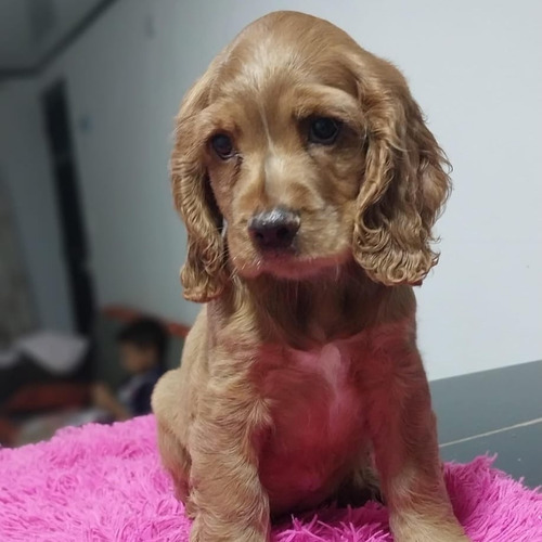 Cocker Lindos Cachorros  Una Hermosuras  Sin Igual