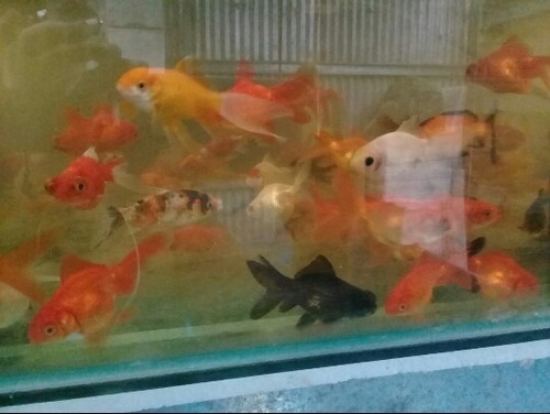 Peces De Colores Cometas  Peces De Agua Fri Carpas Gold Fish