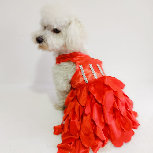 Vestidos Pasarela De Mascotas, Mediana