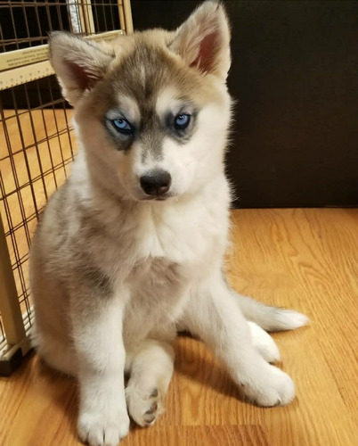 Espectaculares Cachorros Husky Siberiano, De Rk Puppies!!!