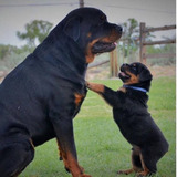 Cachorros Rottweiler Xxxl Excelentes 