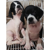 Cachorros Pointer 